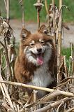 CHIEN FINNOIS DE LAPONIE 168